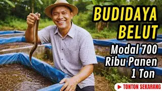 Modal 700 Ribu, Kolam Terpal Ini Diam Diam Hasilkan 1 Ton Belut per Minggu!