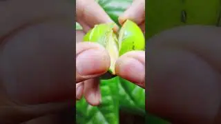 Poisons Medicine Fruit|strychnos nux-vomica|☠️#short