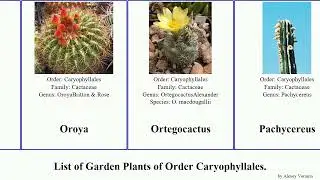 Garden Plants of Order Caryophyllales Cleistocactus Discocactus Delosperma Myrtillocactus living