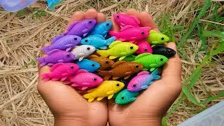 Fish Catching: Beautiful Colorful Eggs Full of Surprises Containing Various Types of Ornamental Fish
