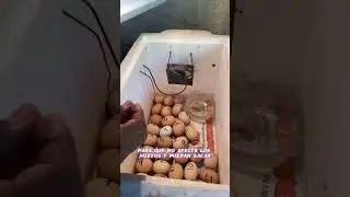 Incubadora de huevos