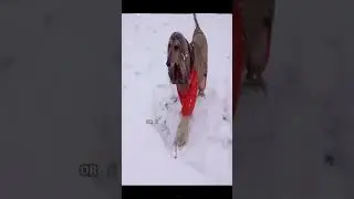 doing funny things afghan hound dog #shorts #afghanhound