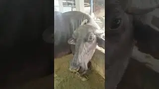 she is also my Pet #pets #pet #animallover #animallovers #buffalo #shorts #short #animals #animal