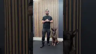 Become a dog trainer or level up your skills with ​⁠@methodk9 Online Dog Trainer Certification.