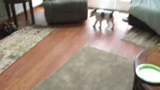 Meet my 3 Dogs!