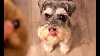 Dog Toy Squeaks Makes Chumpie Tongue Lick Nose EVERYTIME!