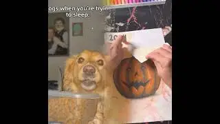 It&rsquo;s like dogs wait until bedtime on purpose 🙄 #dogs #dogsofttiktok #funnydog #funnydogvideos