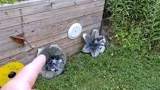 Shooting Metal Patriotic Pottsy Flower To Give It Character