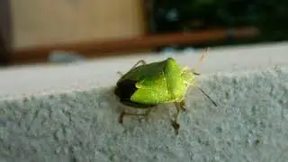 Palomena prasina