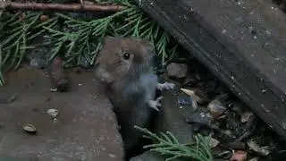 Bank vole peeks out of a crack in the paving