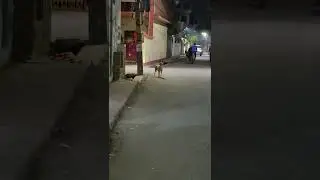 Dog Wait For Girl   shorts#youtubeshorts #trending