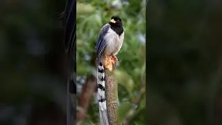 Yellow-billed blue magpie sounds 💛