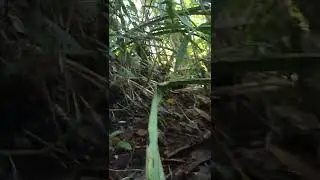 Actual firefight between Philippine Army and the remnants of Maute ISIS