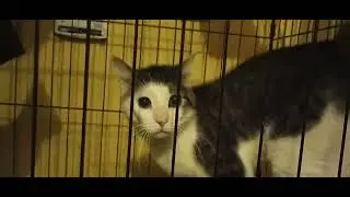 Yale Oklahoma rescue cat name Jack it's doing great 👍