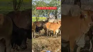 हरियाणा नस्ल का रोबदार नंदी महाराज #haryana #breed #bull #ytshorts #shortvideo #reelvideo #cowvideos