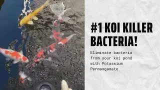 How to remove Bacteria from Koi Pond using Potassium Permanganate