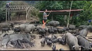 Build another bamboo hut to stay in and raise the chicks, ducklings, and mother pigs.