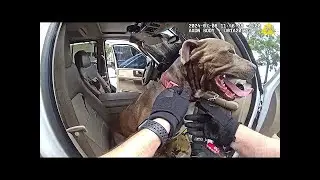 Florida Officer Breaks SUV Window To Rescue Dog Left in Hot Car