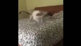 Dog Spins Around Then Poops on a Bed