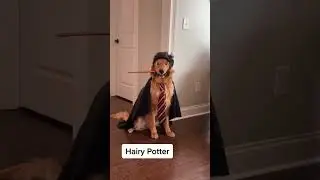 My dog is a huge Harry Potter fan. #dog #goldenretriever