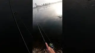 Funsize Asp #2 #fishing #lure #angler #riverfishing #rivermonsters #predatorfish