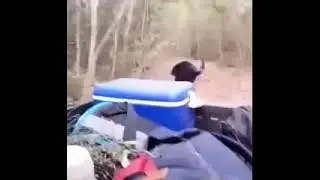 Cassowary chasing Jeep with Jurassic World music