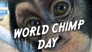 World Chimp Day