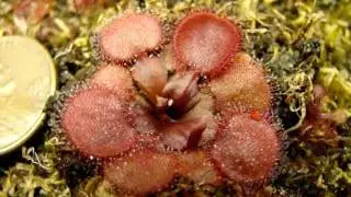 Drosera falconeri ~Petiolaris Sundew