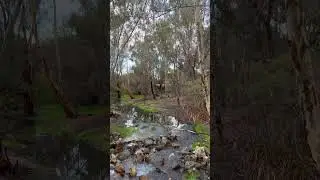 Seville grove WA