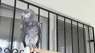WONDERFULL CRAZY TALKİNG PARROT ''ÇAKIL''