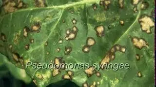 Cercosprora und Ramularia - Blattfleckenkrankheiten bei Zuckerr&uuml;ben