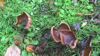Unknown fungi - November 2018