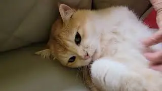 The cutest way to pet a kitty