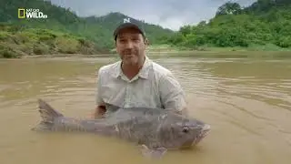 Как выглядит Тайский махсир (Thai mahseer) &mdash; Tor tambroides (Bleeker, 1854), обитающий в р.Салуин ?