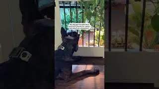 A forbidden love story 😪 #tortoise #dutchshepherds #petlove