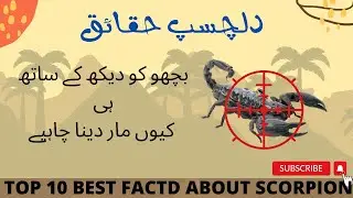 Scorpion facts | The Best Of Scorpion | Scorpion Documentary | Why Scorpion venom is So Expensive