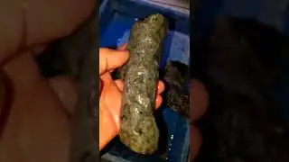Black opal sempur banten 4kg 200 ribu aja D15 wa 085779408746