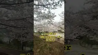 Go to the Another Dimension of Japan #springtime  #caregiverinjapan  #japan  #sakura  #hiroshimaday