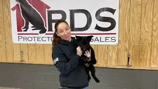 Introducing German Shepherd Pup 