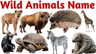 Wild Animals Name for Kids | Jungle Animals Learning | Preschool Educational Video