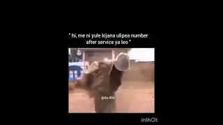 when dust is kept constant #memes #kenya