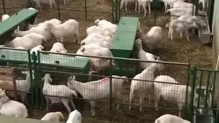 #Sanen #goat #farm