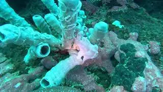 2026.01.27 02 SCUBA FUN BOAT DIVESTORY MOALBOAL