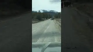 Wild Alberta horses leaving camping red deer river