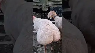 Unique sheep#shorts #facts