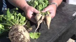 Buck Lunch What are Sugar Beets