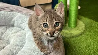 How to Catch and Cook Baby Bobcat