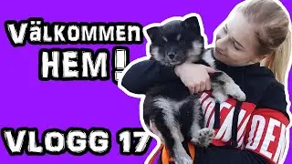 VLOGG | Finsk lapphund!