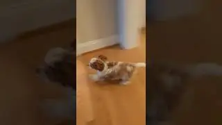 Daisy running