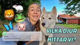 SPRING TILLS DU HITTAR 5 OLIKA DJUR